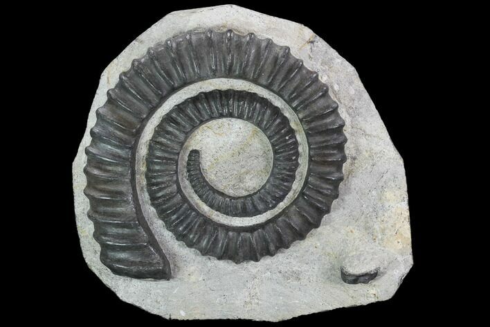Devonian Ammonite (Anetoceras) With Trilobite Head - Morocco #99951